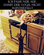 Katze-passt-nur-auf.jpg auf www.funpot.net
