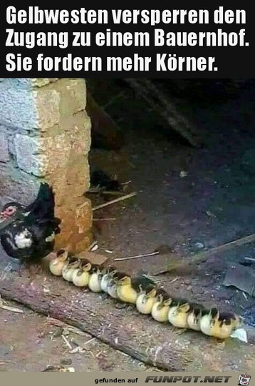 Mehr-Körner-sind-gefordert.jpg auf www.funpot.net