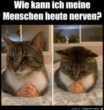 Katze-berlegt.jpg auf www.funpot.net
