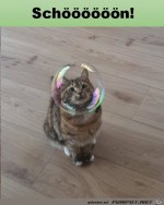 Katze-mit-Seifenblase.jpg auf www.funpot.net