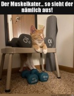 Der-Muskelkater.jpg auf www.funpot.net