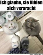 Katzen-gucken-komisch.jpg auf www.funpot.net