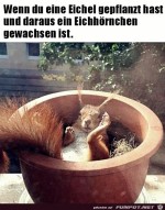 Was-ist-denn-da-fr-eine-Pflanze-gewachsen?.jpg auf www.funpot.net