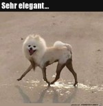 wie-elegant.jpg auf www.funpot.net