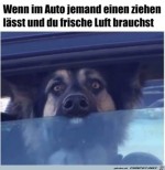 Hund-braucht-frische-Luft.jpg auf www.funpot.net