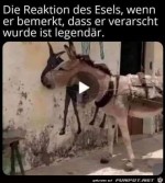 Der-Esel.jpg auf www.funpot.net