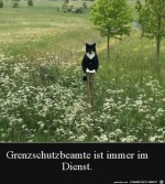 Katze-im-Dienst.jpg auf www.funpot.net