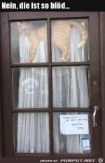 Katze-steht-gerne-dort.jpg auf www.funpot.net
