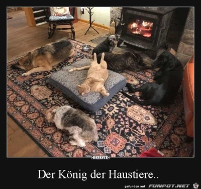 König-der-Haustiere.jpg von Petzi