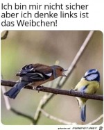 Ziemlich-sicher-ist-links-das-Weibchen.jpg auf www.funpot.net