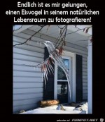 Ein-Eisvogel.jpg auf www.funpot.net
