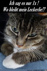 Katze-wird-energisch.jpg auf www.funpot.net