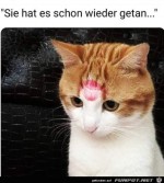 Katze-ist-emprt.jpg auf www.funpot.net