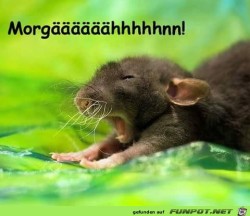 Moorrgäähhn.jpg auf www.funpot.net