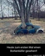 Borkenkaefer.jpg auf www.funpot.net