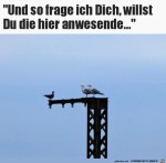 Vogel-Hochzeit.jpg auf www.funpot.net