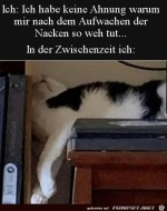 Wo-kommen-nur-menie-Nackenprobleme-her?.jpg auf www.funpot.net