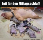 Erst-mal-Mittagsschlaf.jpg auf www.funpot.net