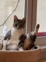 Herr-Lehrer,-ich-wei-was.jpg auf www.funpot.net