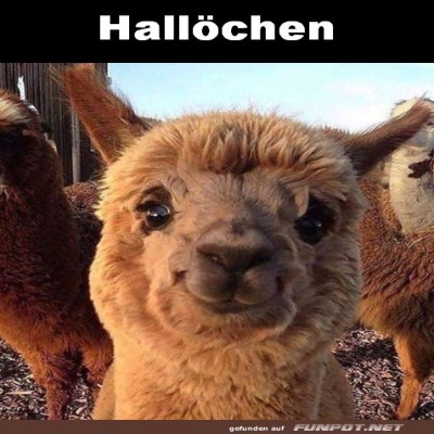 Alpaka-Gr&uuml;&szlig;e-f&uuml;r-einen-flauschigen-Tag!.jpg von Tobias-1995