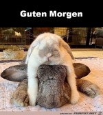 Guten-Morgen.jpg auf www.funpot.net