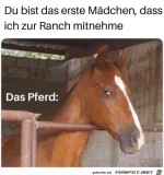 Lustiger-Pferde-Blick.jpg auf www.funpot.net