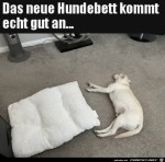 Er-mag-das-Hundebett-nicht.jpg auf www.funpot.net