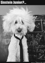 Lustiger-Hund.jpg auf www.funpot.net