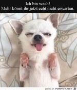 ich-bin-wach.jpg auf www.funpot.net