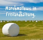 Groe-Marshmallows.jpg auf www.funpot.net