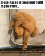 Verrenkter-Hund.jpg auf www.funpot.net