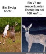 So-sind-die-Rehe.jpg auf www.funpot.net