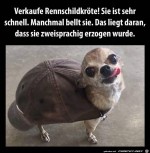 Rennschildkrte.jpg auf www.funpot.net