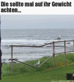 Schwerer-Vogel.jpg auf www.funpot.net