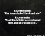Typisch-Katze.jpg auf www.funpot.net