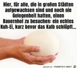 Ein-Kuh-Ei.jpg auf www.funpot.net