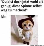 Mach-die-Spinne-selber-weg.jpg auf www.funpot.net
