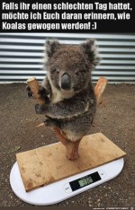 So-wiegt-man-Koalas.jpg auf www.funpot.net