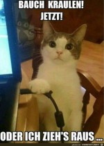 Katze-spricht-Machtwort.jpg auf www.funpot.net