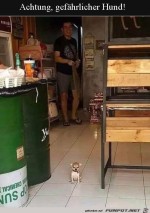 Super-gefhrlicher-Wachhund.jpg auf www.funpot.net
