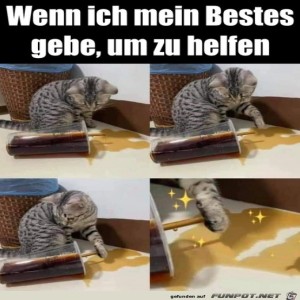 fun-Bild: Katze tut ihr bestes
