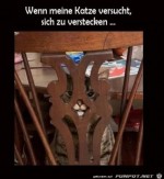 Katze-versteckt-sich.jpg auf www.funpot.net