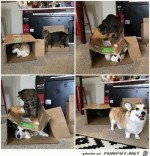 Typisch-Katze.jpg auf www.funpot.net