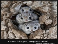 Guten Morgen