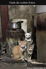 Wo-ist-die-sechste-Katze?.jpg auf www.funpot.net