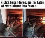 Pfoten-wrmen.jpg auf www.funpot.net
