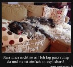 Starr-mich-nicht-an.jpg auf www.funpot.net