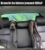 Probleme-da-hinten?.jpg auf www.funpot.net