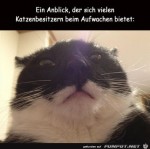 Katze-beim-Aufwachen.jpg auf www.funpot.net