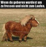 Dickes-Pferdchen.jpg auf www.funpot.net